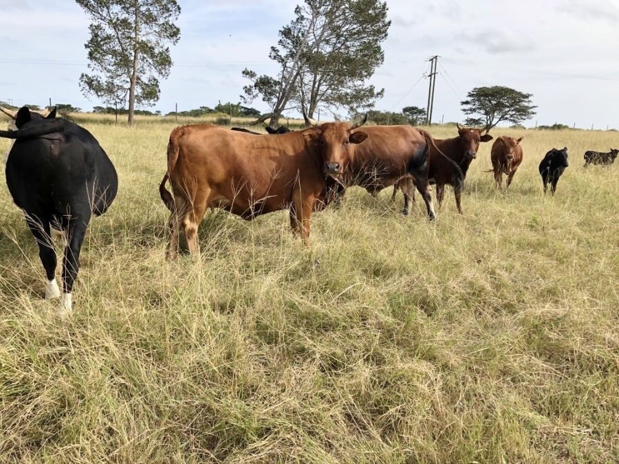 Commercial Property for Sale in Bathurst Rural Eastern Cape